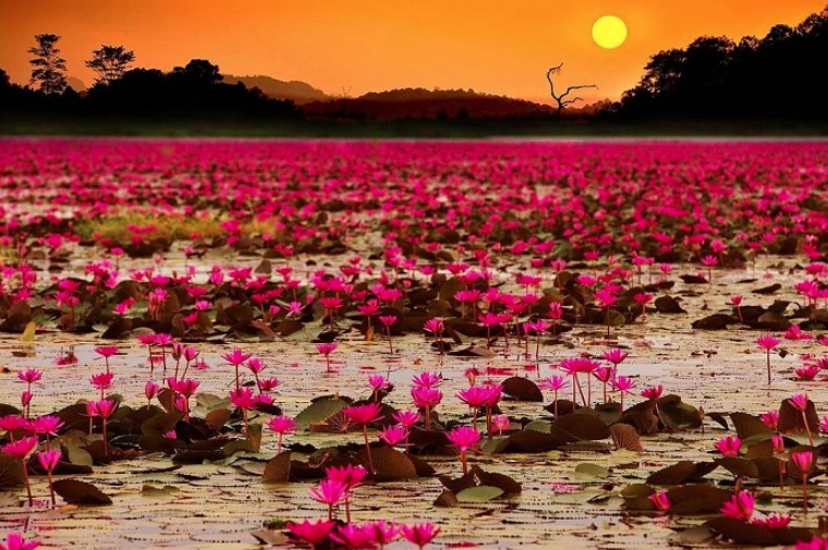 Thale Noi Phatthalung hoa súng đỏ du lịch Thái Lan