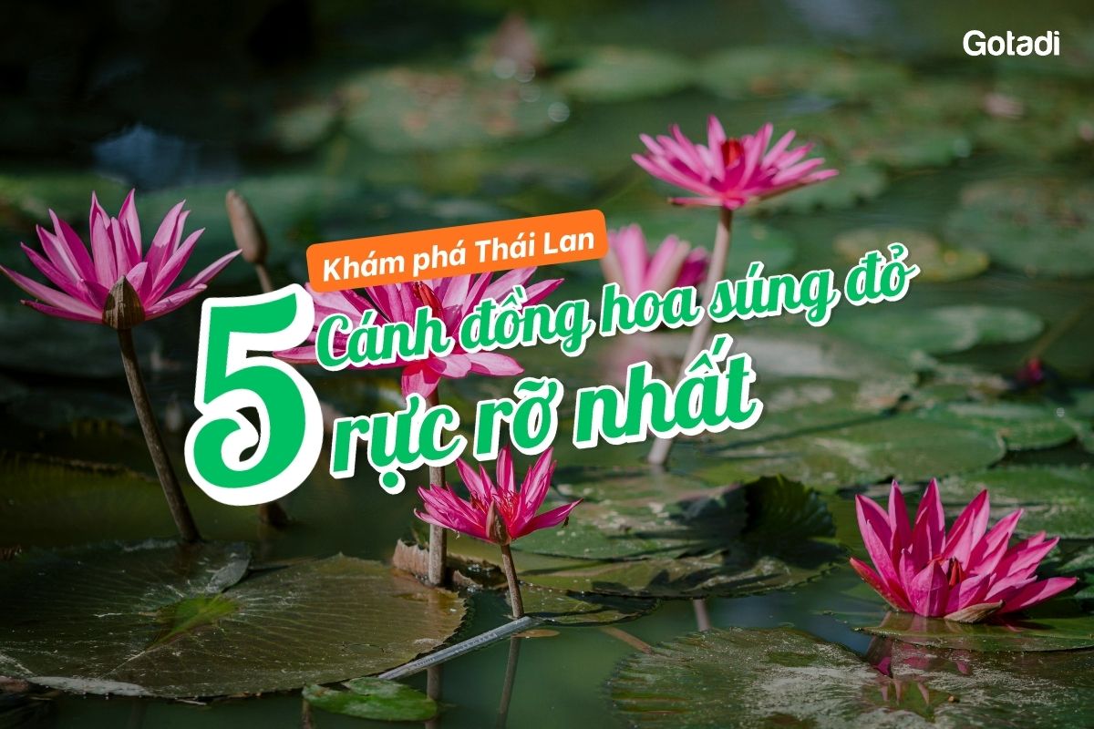 Du lịch Thái Lan: Khám phá 5 cánh đồng hoa súng đỏ rực rỡ nhất