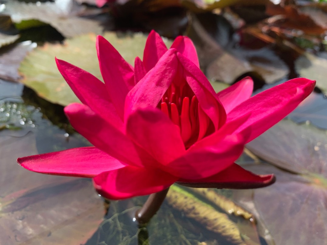 Thung Bua Daeng Ayutthaya hoa súng đỏ du lịch Thái Lan.