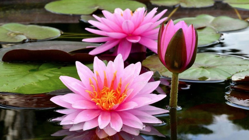 Bueng Boraphet Nakhon Sawan hoa súng đỏ du lịch Thái Lan