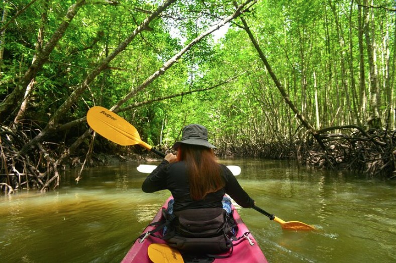 ao thalane rừng ngập mặn