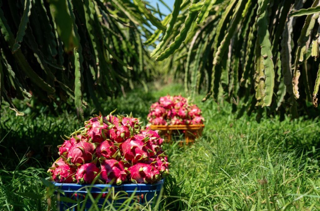 đặc sản phan thiết
